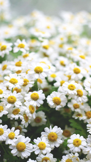 Daisy Aesthetic Computer Wallpaper