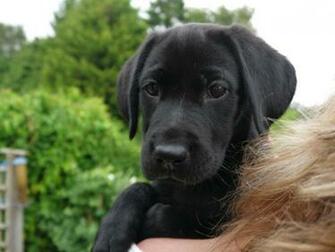 Black Female Labrador Puppy Guildford Surrey Pets Homes