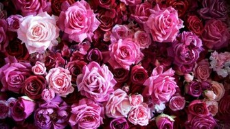 Beautiful Pink Roses Picture Wallpaper High Definition
