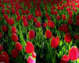 To Wallpaper Just Right Click On Pictures And Select Save