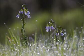 Wallpaper Flowers Blue Grass Dew Drops Reflections