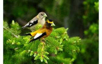 Branch Birds Wallpaper
