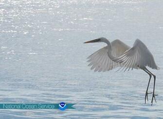 Noaa S National Ocean Service Infographics