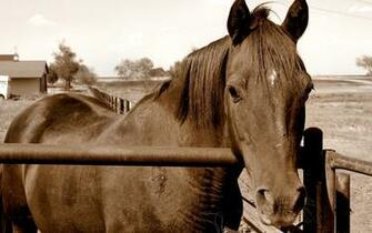 Wallpaper Gallery Beautiful Horse