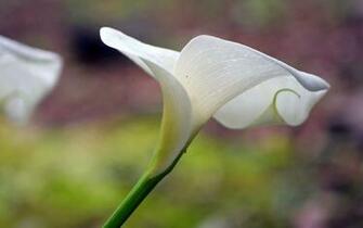 White Lily Wallpaper