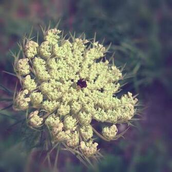 Queen Anne S Lace By Lauramartinart