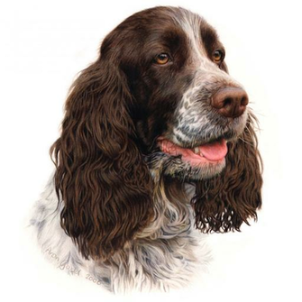 Cocker Spaniel Wallpaper HD Lifestyle iPhone iPad App Re