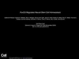 Foxo3 Regulates Neural Stem Cell Homeostasis Ppt