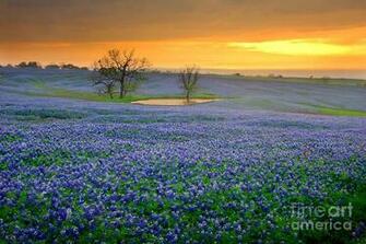 Field Of Dreams Texas Sunset Bluebonnet Wildflowers Landscape