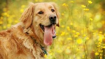 Golden Retriever HD Wallpaper