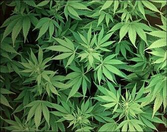 Supreme Weed Wallpaper Trending Space