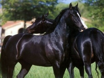 Arabian Horse Wallpaper Horses