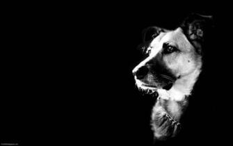 Cool Dog Dogs Wallpaper