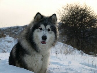 Nice Adult Alaskan Malamute Dog Photo And Wallpaper Beautiful