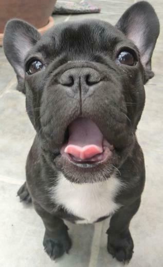 French Bulldog Puppy By Katmaz