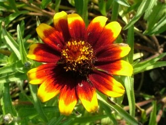 7art Clipart And Wallpaper Tagetes L Flower