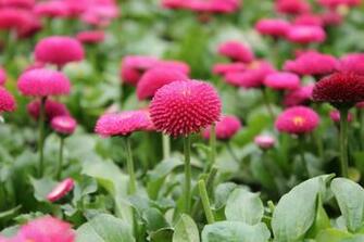 English Daisy Flowers Top My Wallpaper