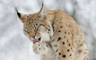 Animal Lynx Wallpaper