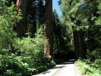Sequoia Kings Canyon National Park Usa Computer Wallpaper Desktop