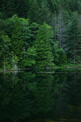 Green Wallpaper HD Hq