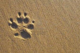 Dog Paws Wallpaper On