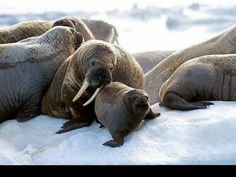 HD Wallpaper Desktop Walrus