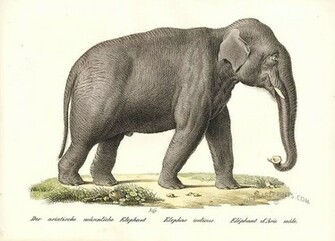 Indian Elephant Pictures Funny Animal