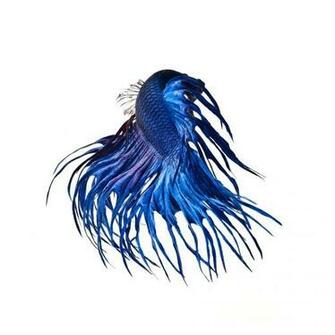 iPhone 6s Announced With Betta Background Live Tropical Fish