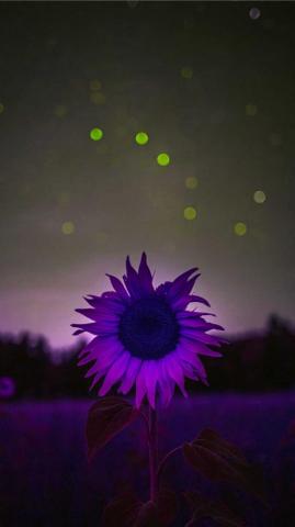 Sunflower Wallpaper Idlewp