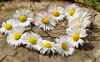 Top Daisy Aesthetic Wallpaper Full HD 4k To Use
