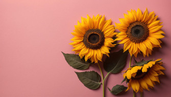 Sunflowers On A Pink Background Copy Space Top Vie By Amrets