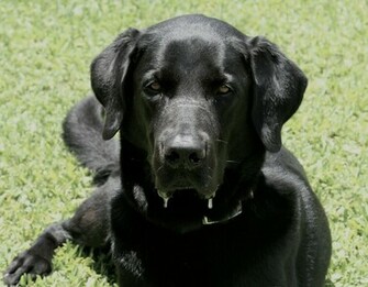 Labrador Dogs Wallpaper