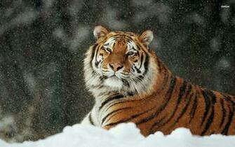 Siberian Tiger Wallpaper