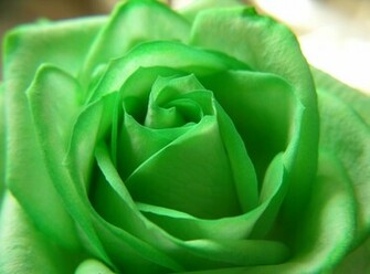 Rose Green Flower Beautiful Nature Wallpaper Flowers