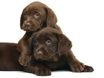 Chocolate Labs Labrador Puppies Wallpaper