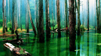 Rainforest Wallpaper