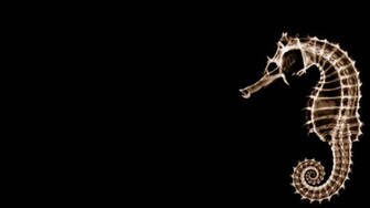 Seahorse Wallpaper