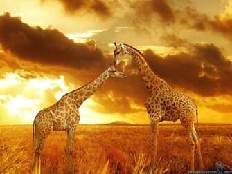 Safari Wallpaper Widescreen Hq Definition