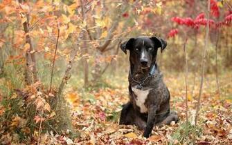 Black In Autumn Dogs Wallpaper