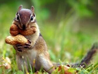 Beautiful Wallpaper Squirrels