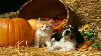 Vet Lake Animal Clinic