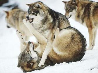 Wolf Wallpaper HD Pack Pictures Gallery
