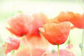 Flowers Macro Nature Petals Poppies Poppy Soft Warm