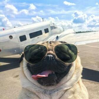 Times Doug The Pug Made Us Question Our Life Choices Dogbuddy