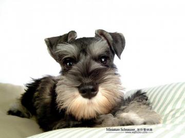 Best Schnauzer Wallpaper