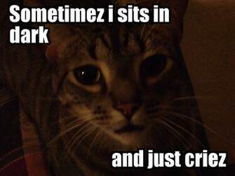 Lolcat Lolcats Lolcatz Lowlcatz Pics HD Wallpaper Image Photo
