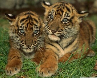 Sumatran Tiger Cubs HD Desktop Wallpaper High Definition