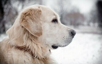 Labrador Retriever Wallpaper