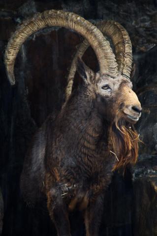 Steinbock By Uwe Mei Ner Animals With Horns Beautiful