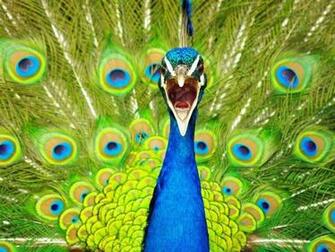 Blue Peacock Wallpaper Stock Photos